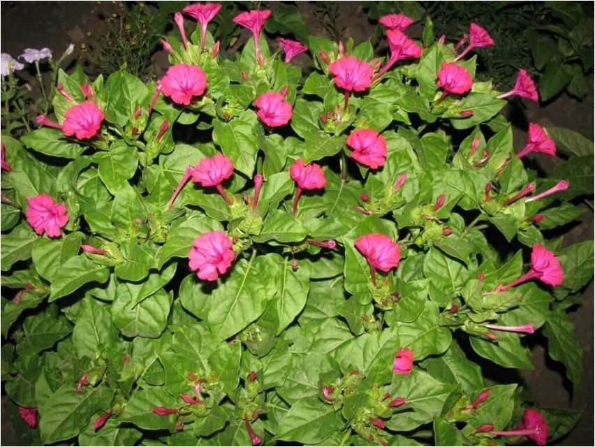 Mirabilis multiflora mirabilis