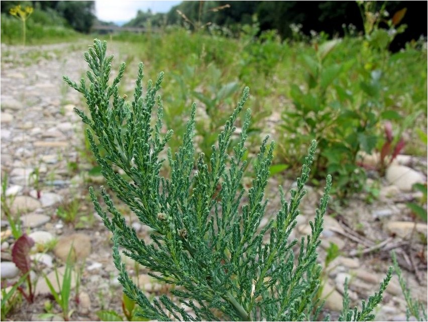 Myricaria Germaani myricaria