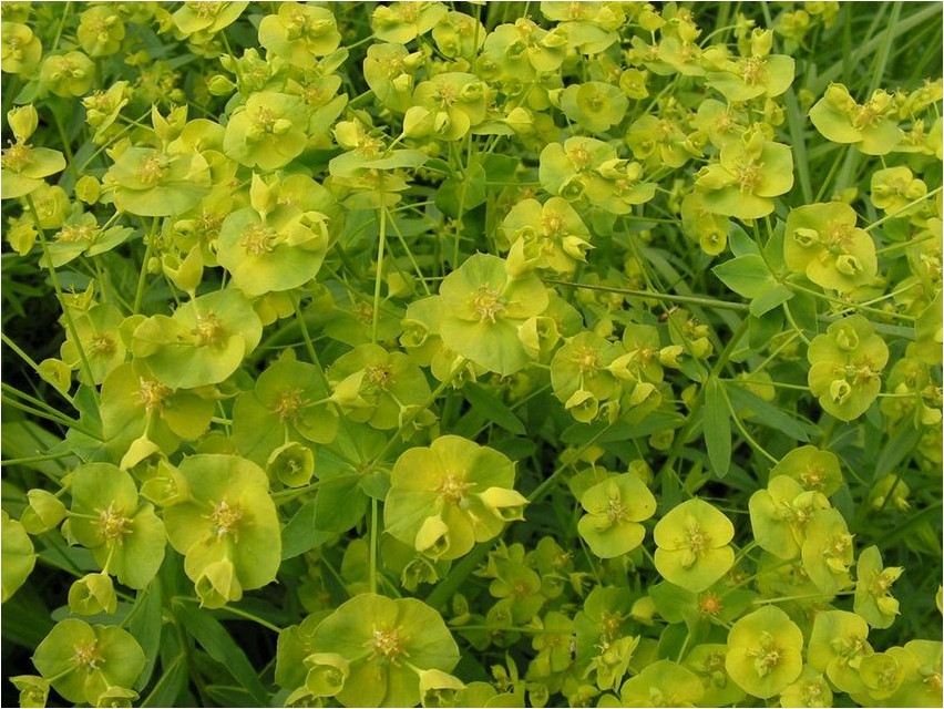 Молочай острый молочай Euphorbia akute Wolfsmilch