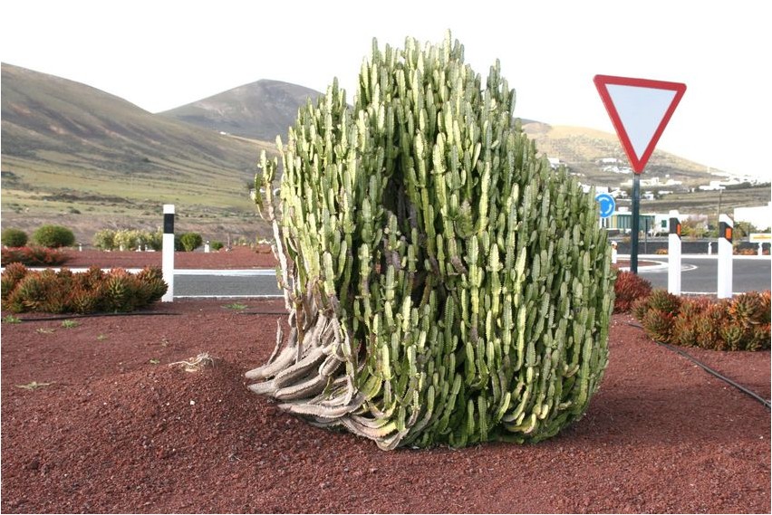 Euphorbia große Wolfsmilch