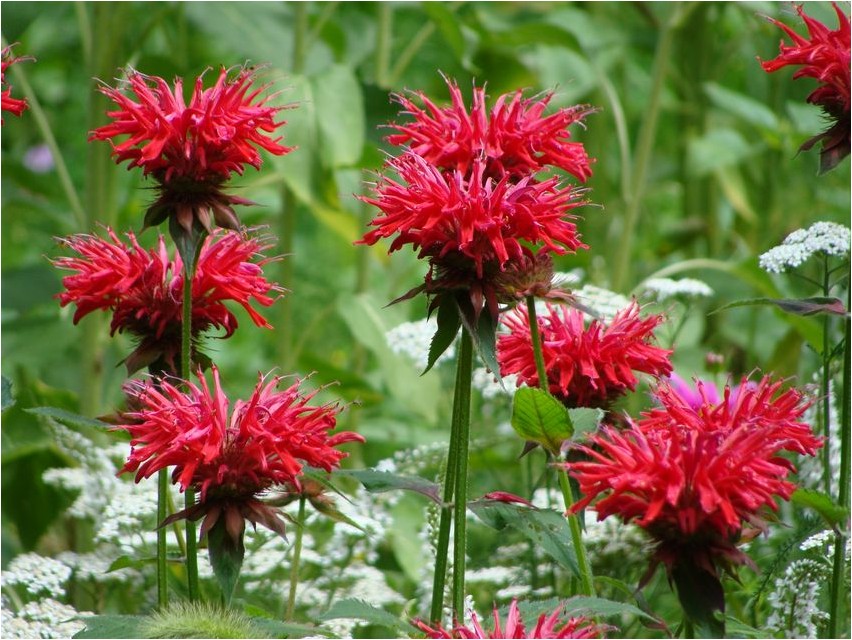 Monarda Monarda