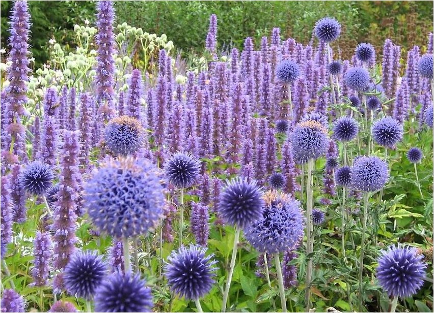 Echinops gmelinii
