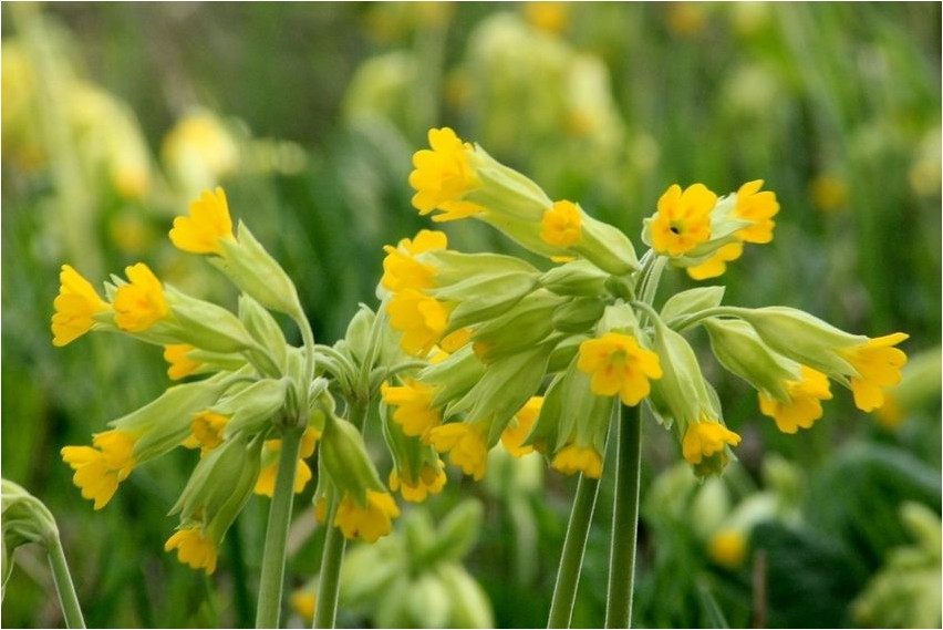 Первоцвет весенний первоцвет Priimula kevadpriimula