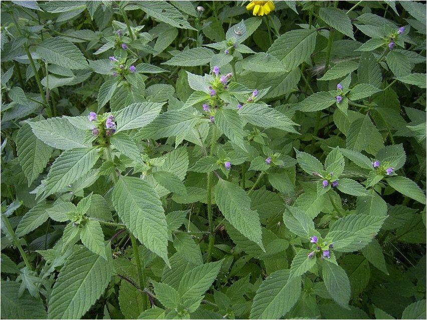 Пикульник красивый пикульник Galeopsis, oder schöne Galeophytenpflanze
