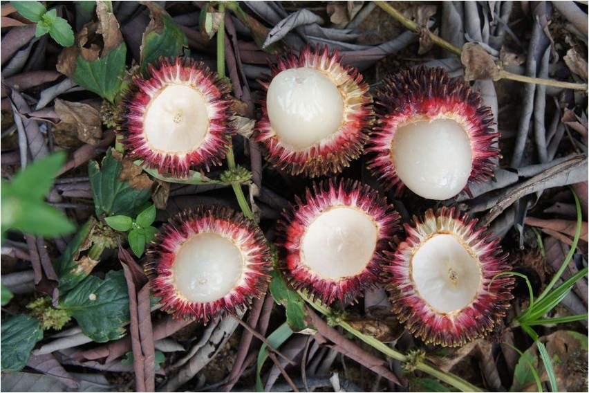 Пуласан пуласан Pulasan, Pulasan