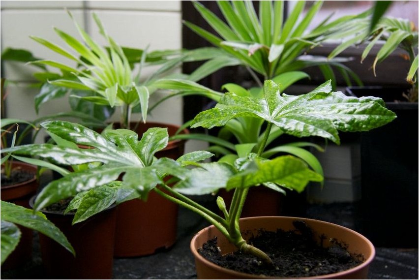 Фатсия фатсия Fatsia Fatsia