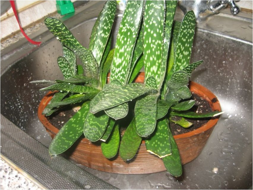 Гастерия гастерия Gasteria gasteria