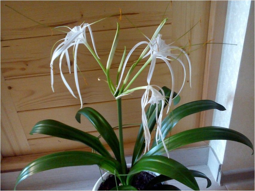 Гименокаллис карибский гименокаллис Hymenocallis Kariibi mere hümenokallis