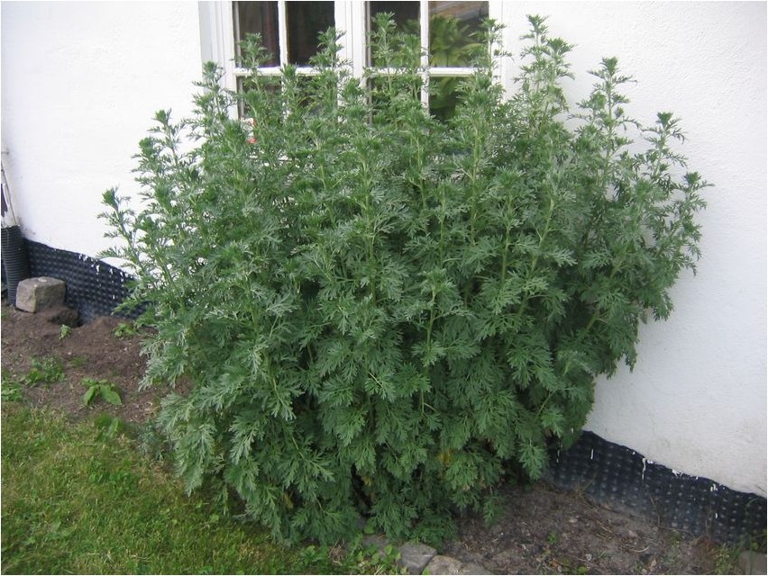 Полынь селенгинская полынь Wormwood Selenga wormwood