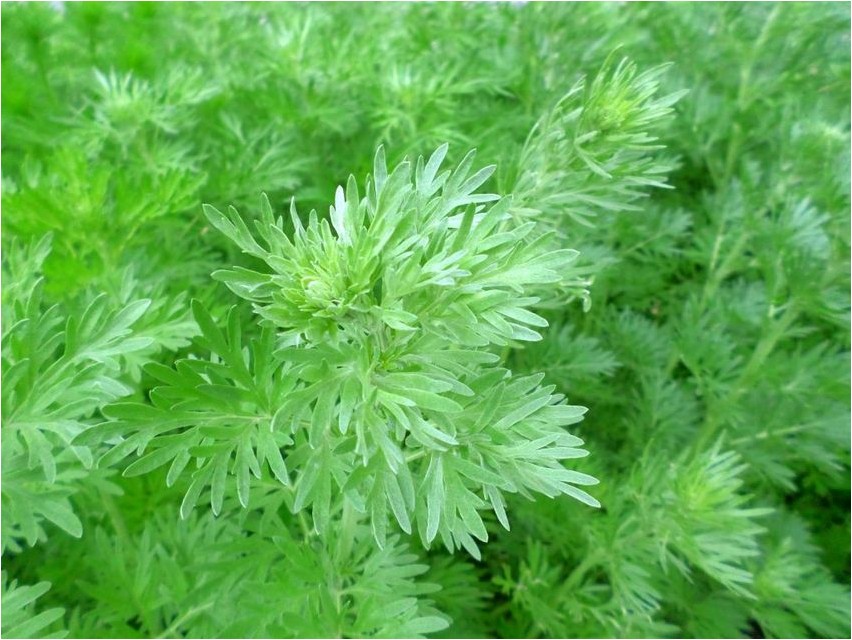 Artemisia hall koirohi