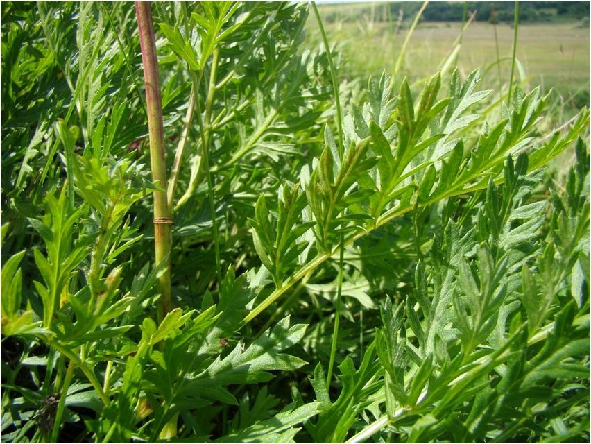 Laialehine koirohi Artemisia