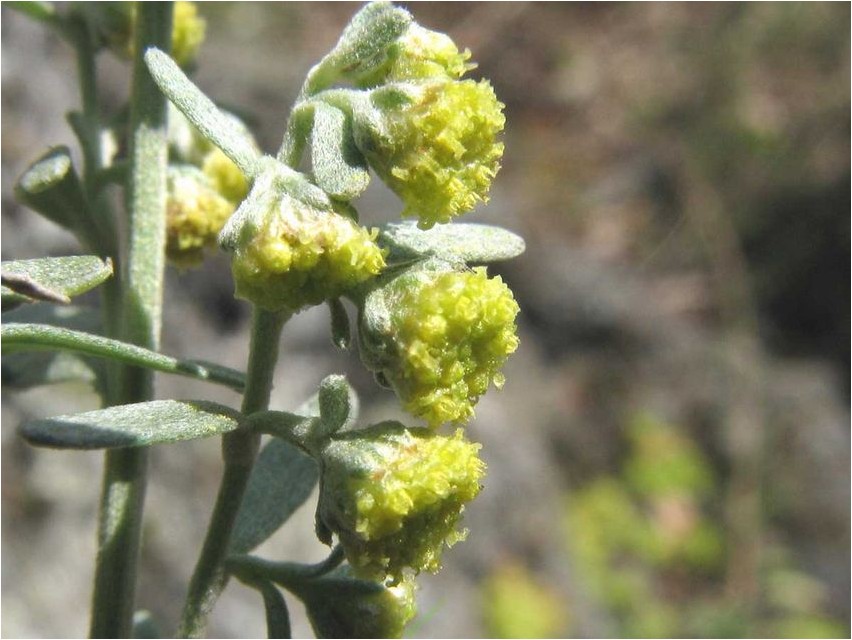 Полынь скальная полынь Artemisia rock wormwood