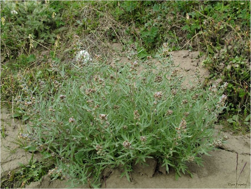 полынь, телезиуса wormwood, telesius