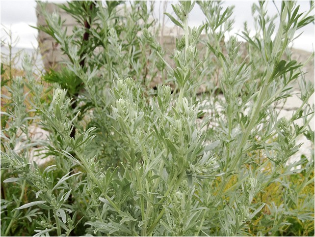 Artemisia hirsute (karvane koirohi)