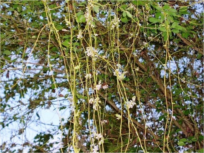 Einsäuliger Dodder