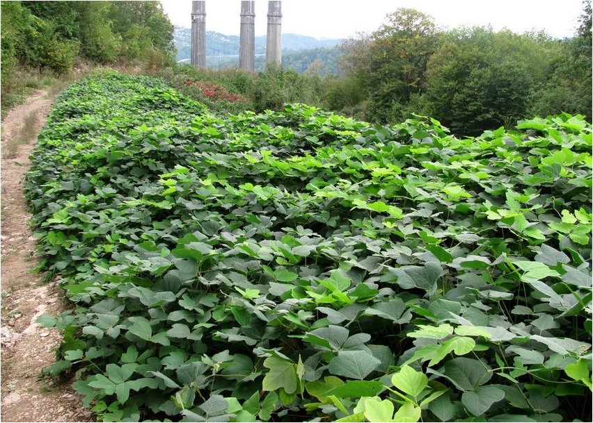 Пуэрария лопастная пуэрария Pueraria lobata Pueraria