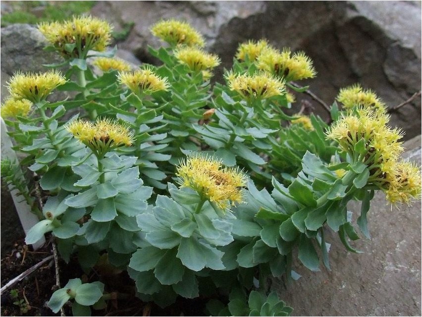 Rhodiola rosea Rhodiola