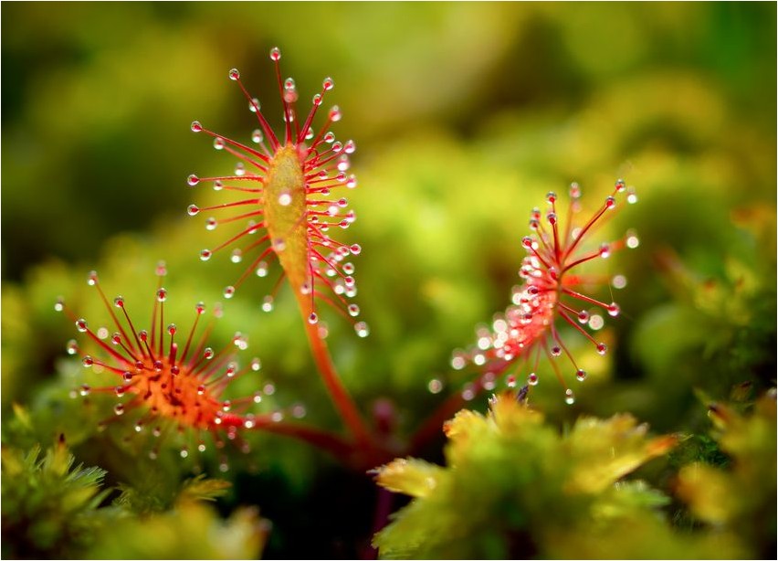 Sundew English sundew
