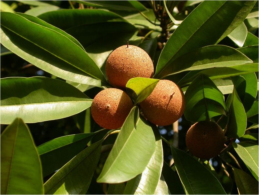 Саподилла саподилла Sapodilla sapodilla