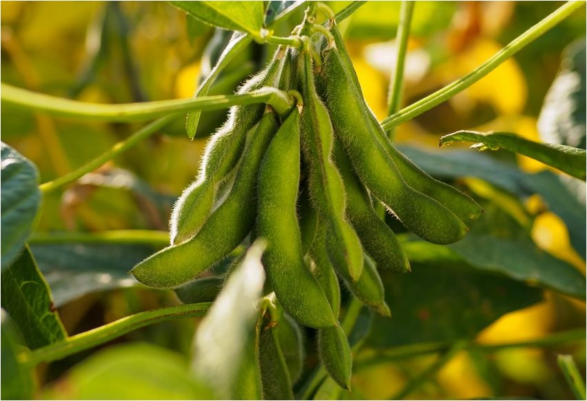 Соя Soybeans
