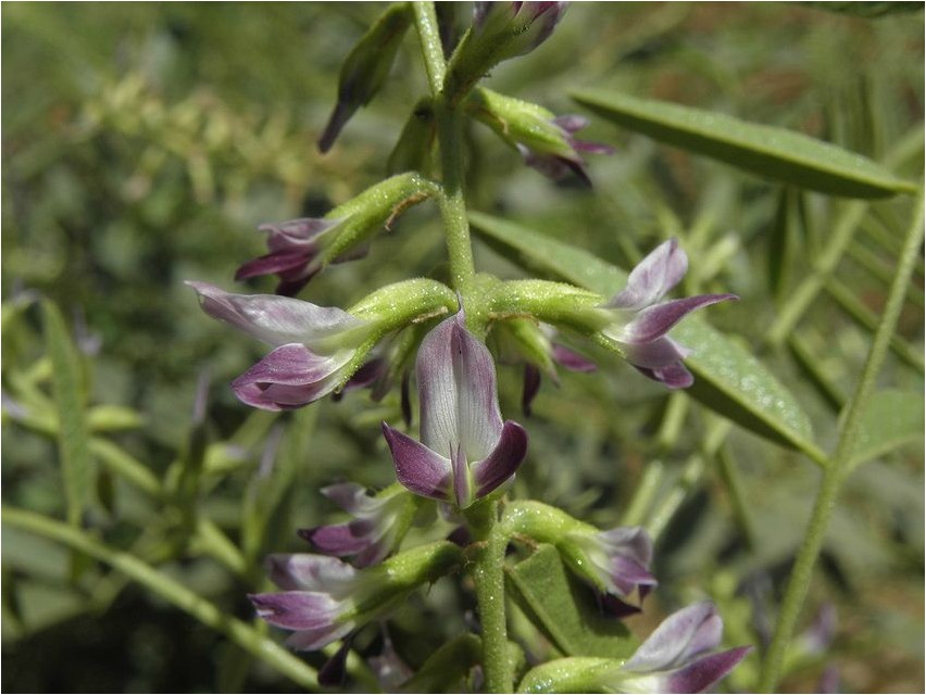 Lagrits paljas lagrits
