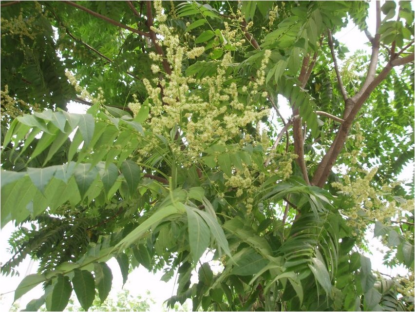 Ailanthus ailanthus