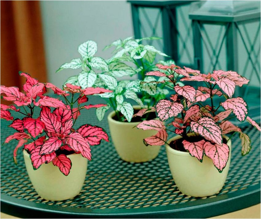 Гипоэстес гипоэстес Hypoestes hypoestes