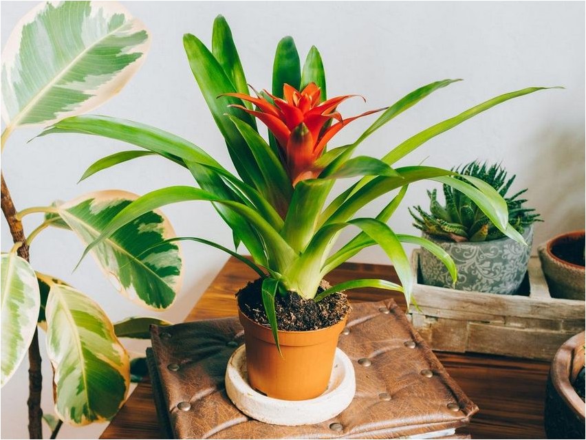 Guzmania Guzmania