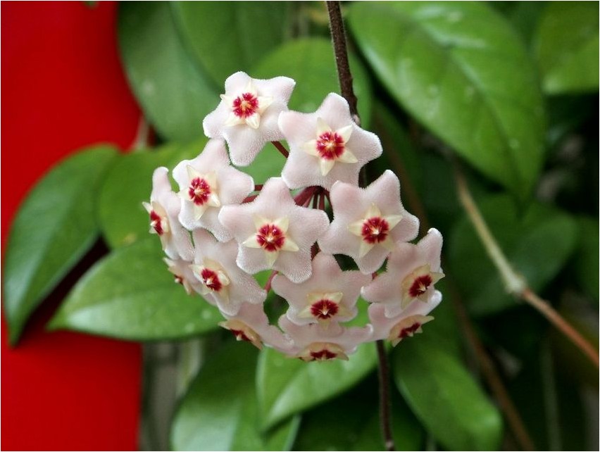 Hoya hoya