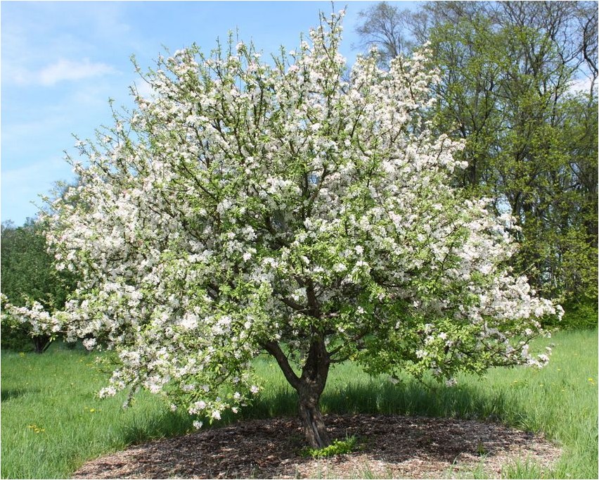 Apple tree apple tree