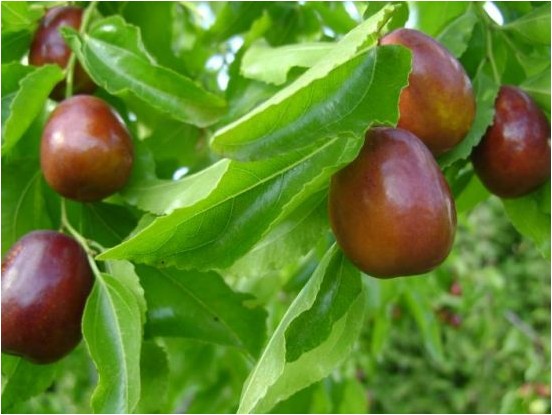 Jujube jujube