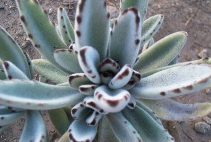 Каланхоэ войлочное каланхоэ Kalanchoe tomentosa Kalanchoe