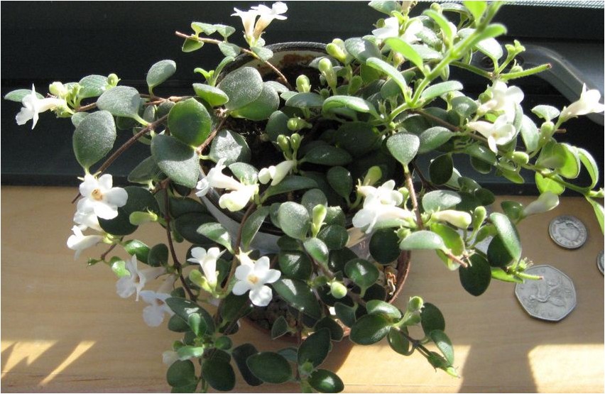 Codonantha codonantha