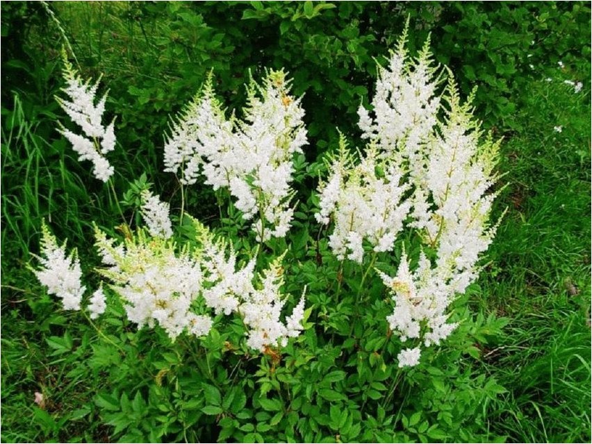 Лиония лиония Lyonia Lyonia