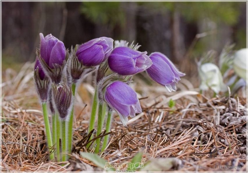 Pulsatilla viiruk