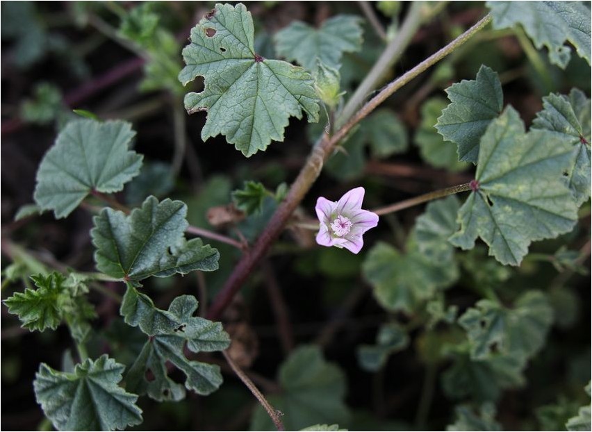 Mallow hooletusse jäetud malva