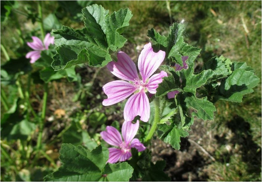 Просвирник штокрозовый просвирник Mallow stockrose malva