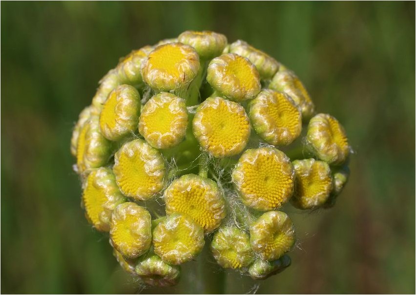 Псевдоханделия зонтичная псевдоханделия Pseudohandelia umbellata pseudohandelia