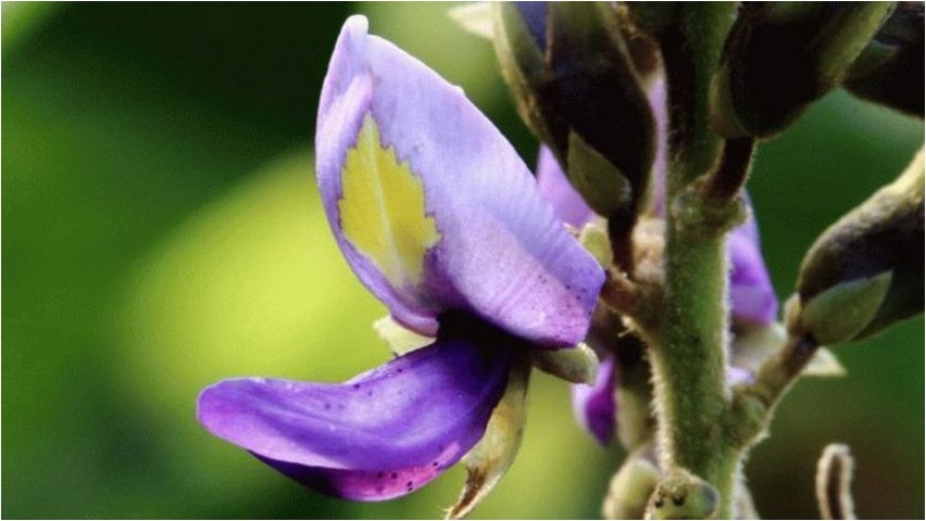 Пуэрария клубеньковая пуэрария Pueraria-Knötchen Pueraria