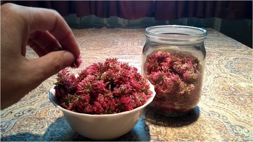Пуэрария клубеньковая пуэрария Pueraria-Knötchen Pueraria