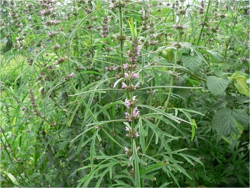 Motherwort Siberian motherwort