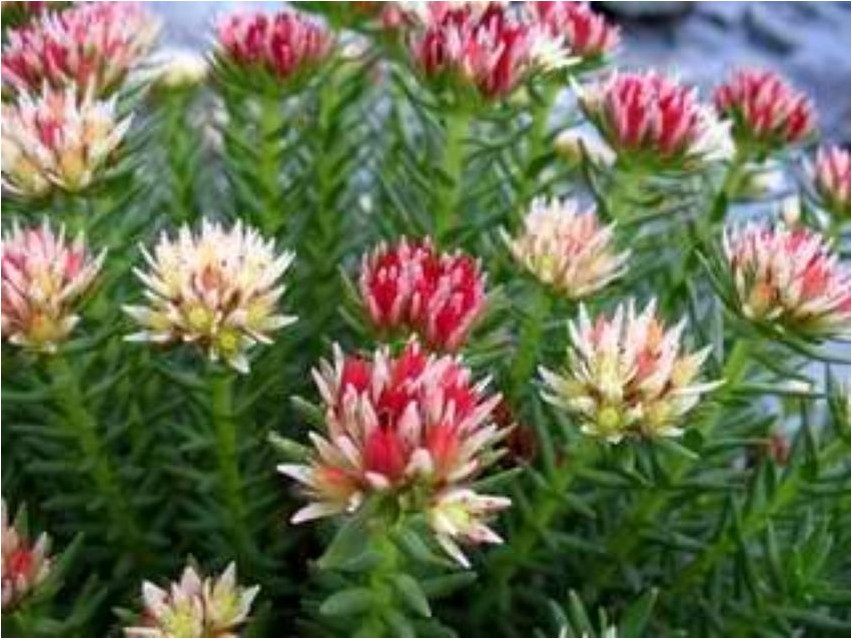 Rhodiola härmas rhodiola