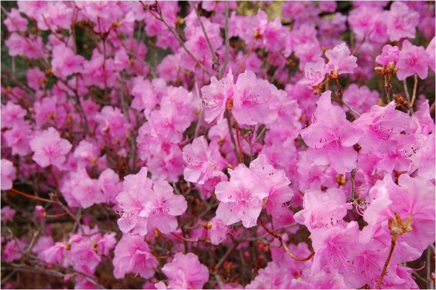 Рододендрон остроконечный рододендрон Rododendron teravdab rododendronit