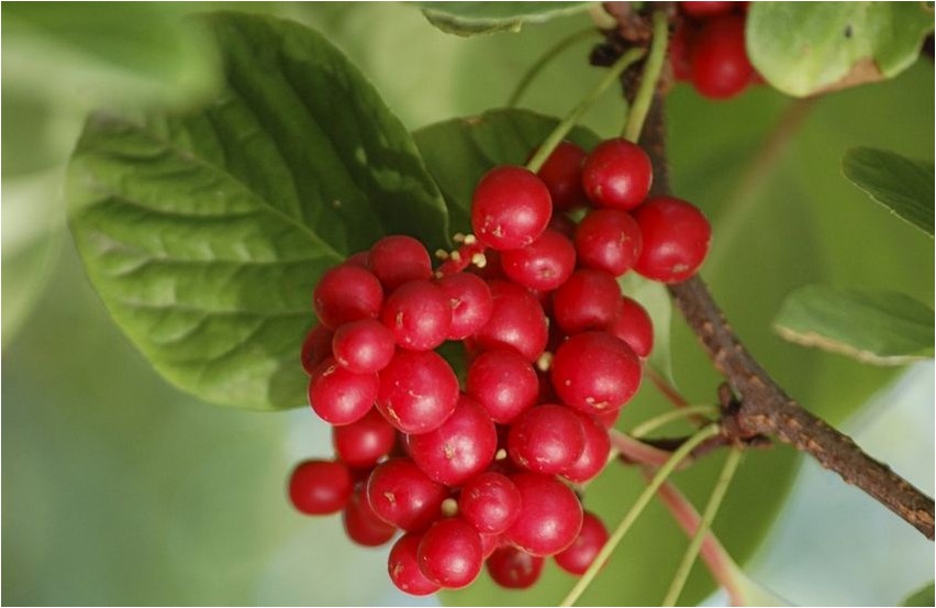 Schisandra schisandra