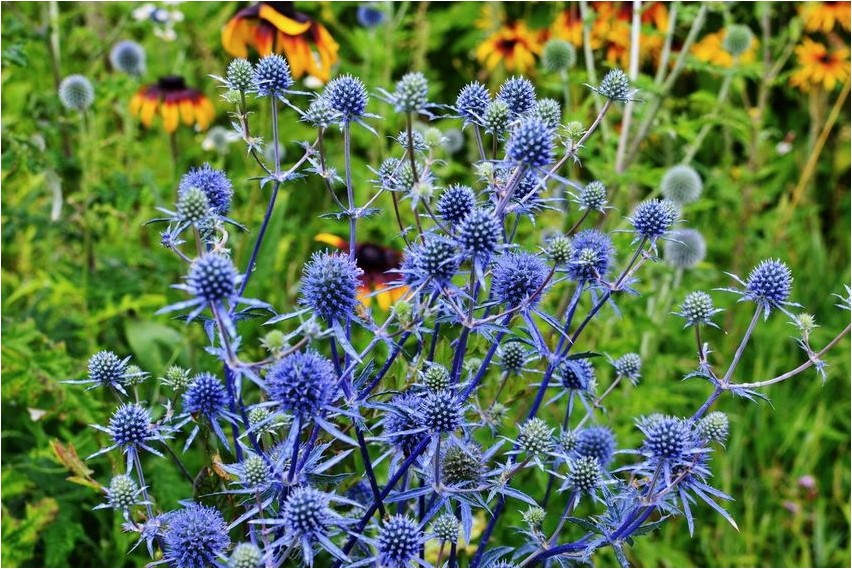 Eryngium flatifolia eryngium