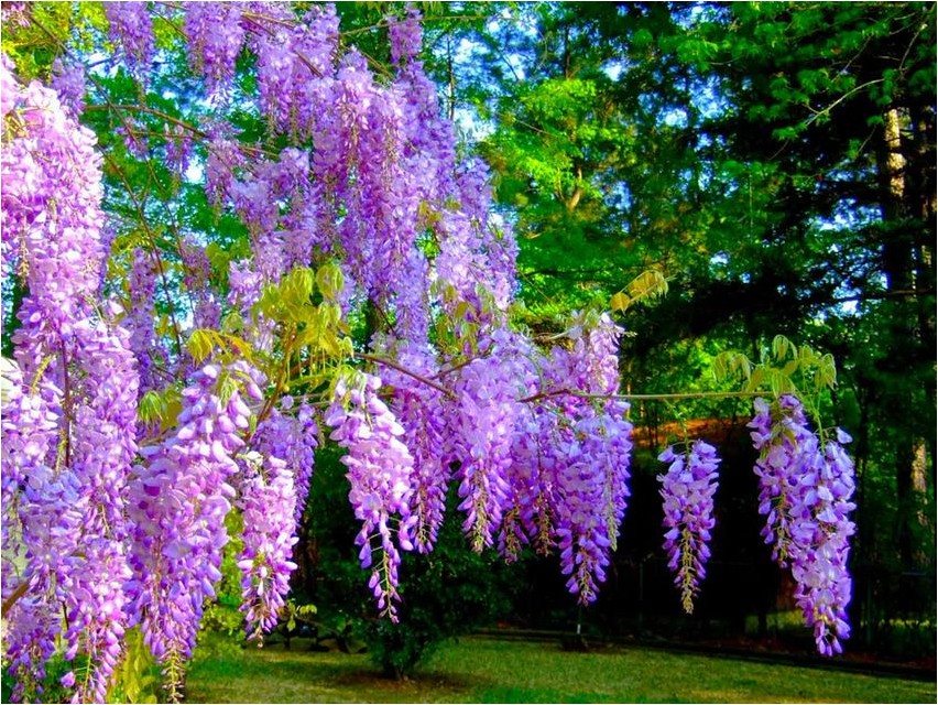 Kuulsa-laburnum anagyrophyllum