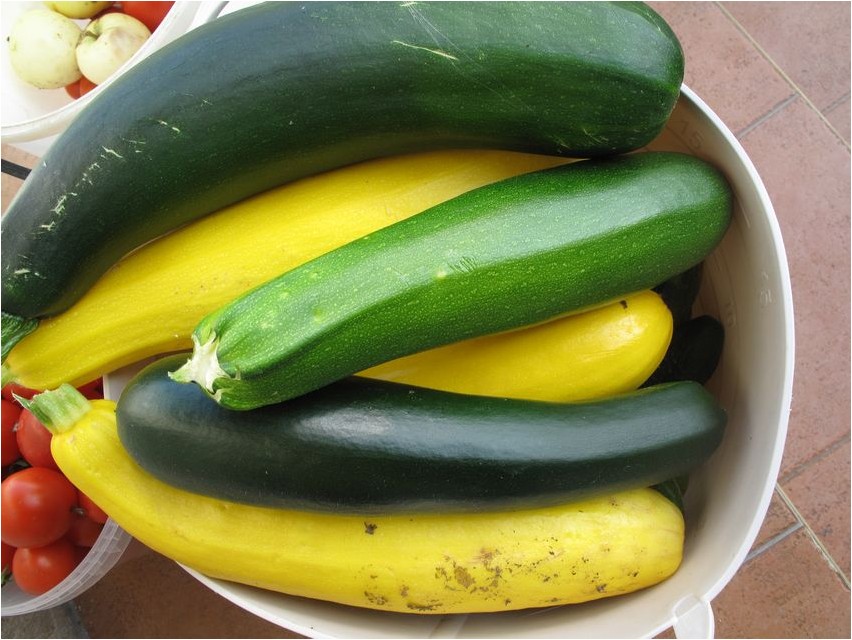 Zucchini-Zucchini