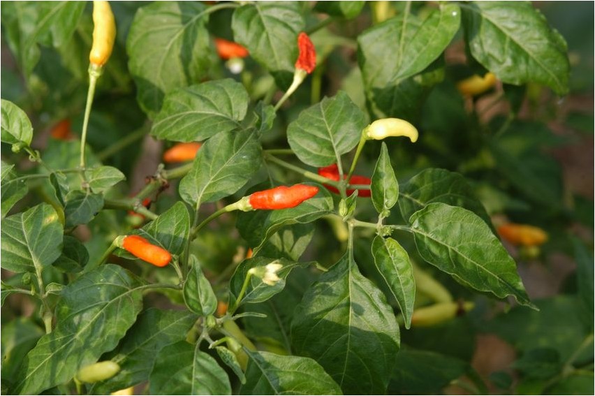 Cayenne