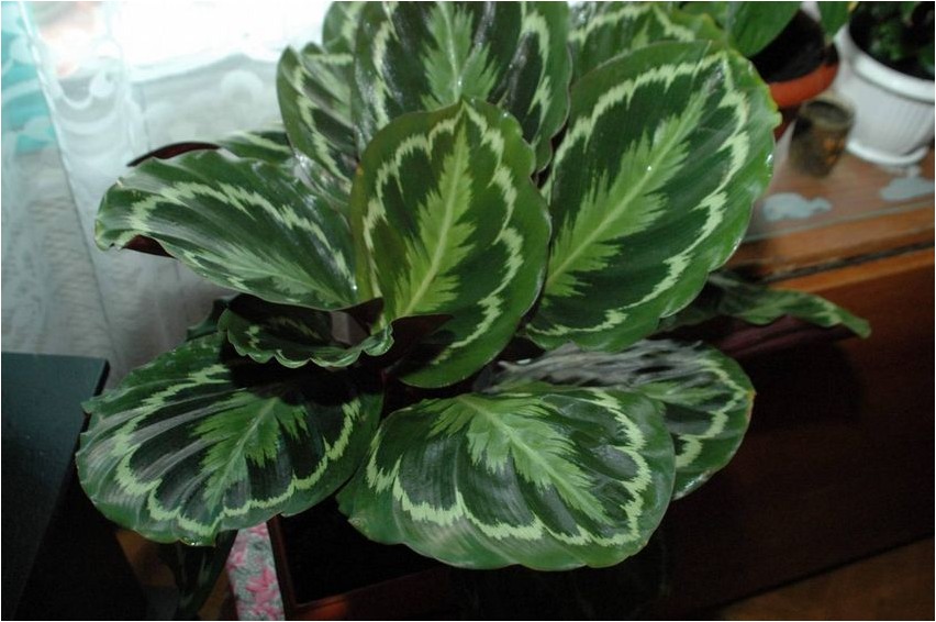 Калатея Макоя макоя Calathea Makoya Makoya