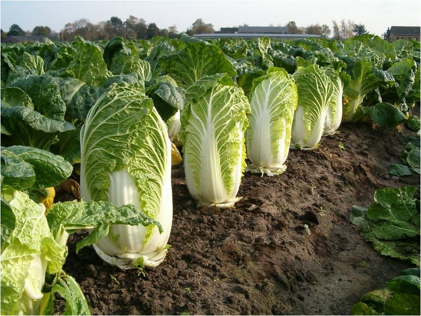 Капуста китайская капуста Chinese cabbage